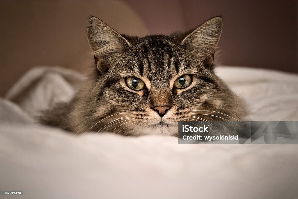 Tabby, roupa de cama de Gato de pêlo longo - Foto de stock de Animal de estimação royalty-free
