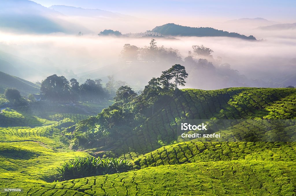 Чай плантациях - Стоковые фото Высокогорье Камерон роялти-фри