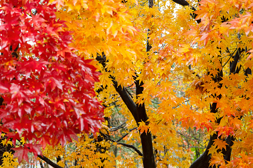 Autumn maple leaves bathing in the morning sun - Autumn in Sapporo