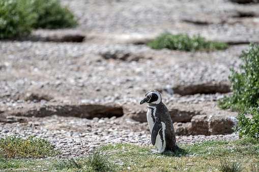 A penguin walks next to the nests in the Camarones penguin colony, Chubut, Argentine Patagonia.