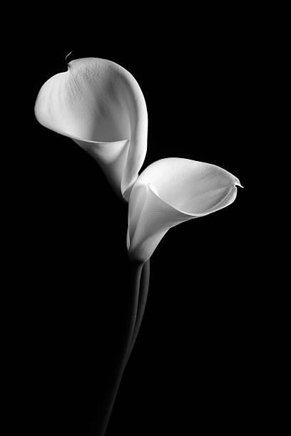 istock Couple of white Calla lily on a black background 147919728
