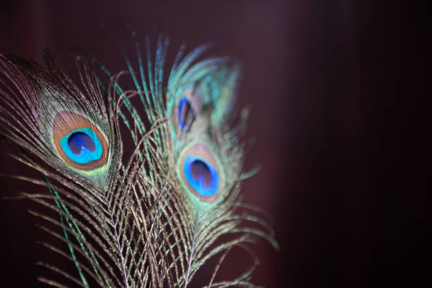 A horizontal selective focus shot of colorful Peafowl feathers