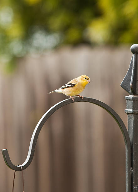 istock Gold Finch 147919974
