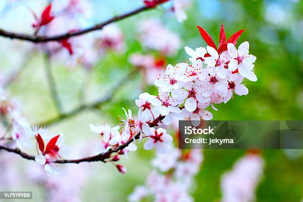 Árvore De Flores De Cereja - Fotografias de stock e mais imagens de Beleza natural - Beleza natural, Branco, Carinhoso