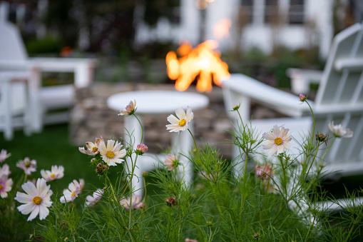 a horizontal photo of white cosmos with chairs and a fire pit in the background