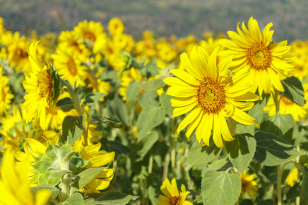 istock Yellow Sunflower blooming field natural background 1479200490