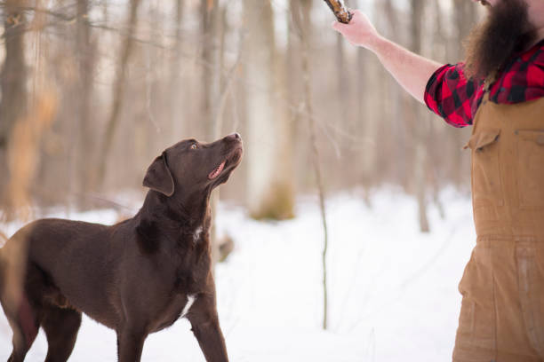 Cute brown Labrador Retriever pet dog is waiting eagerly for his bearded owner to throw a stick to fetch while playing in the forest during winter. The man has a long beard and is wearing plaid and coveralls.