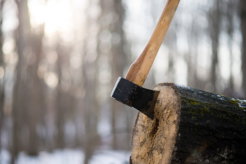 Closeup of an old wood axe thrown into a thick log that is laying in the middle of the forest on a winter day.