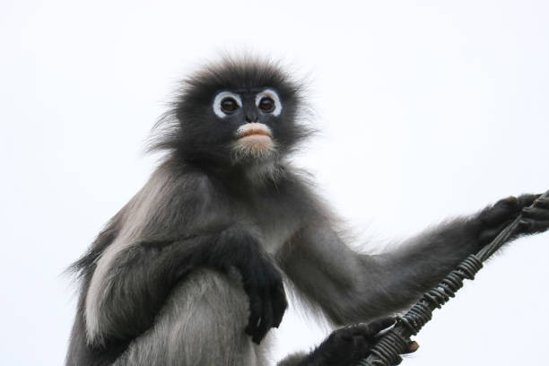 istock Portrait of cute young dusky leaf monkey (Trachypithecus obscurus). 1479201771