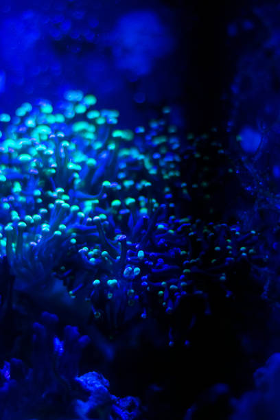 istock neon coral reef glowing in a dark tank at the aquarium 1479201986