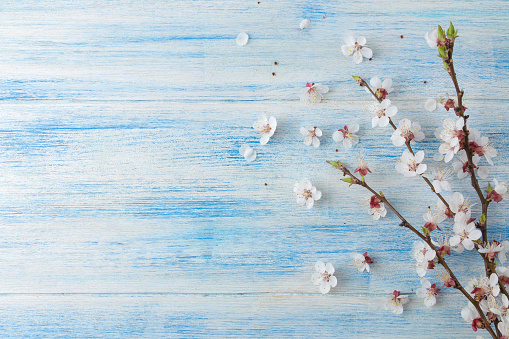 Flowering branch. Spring flowers on a blue wooden background. top view. place for text