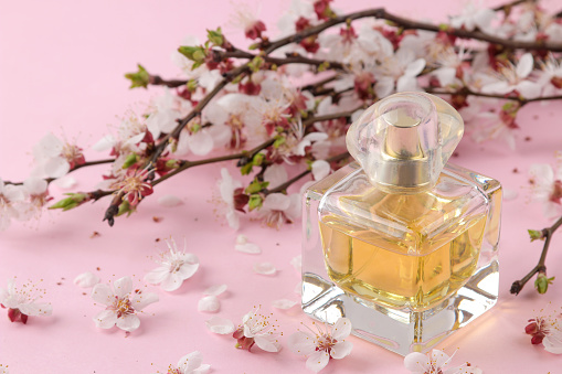 Flowering branch. Spring flowers and perfume bottle on a bright pink background.