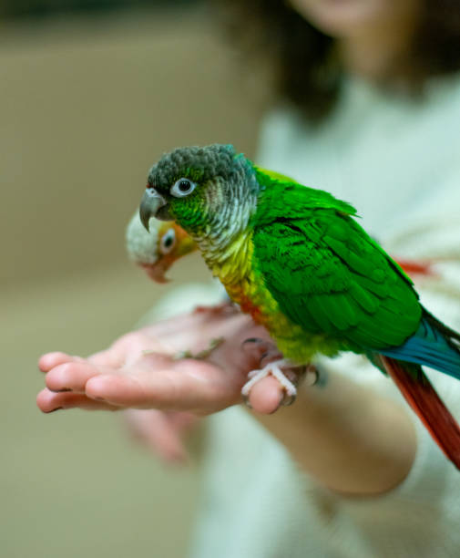istock parakeet looking at the camera standing on a girls hand 1479202534