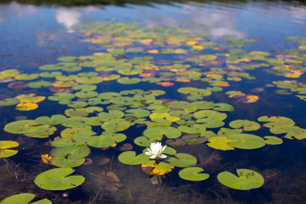 istock lily pads on the lake with flower blooming 1479203179