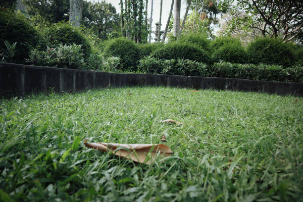 istock Green grass in the public park that is look nice and pleasing 1479205264