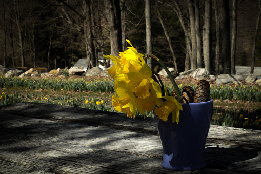 A vase of daffodils on a picnic table