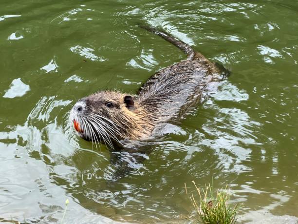 istock Nutria swimming in a lake 1479208404