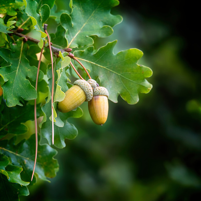 Oak branch with acorns and oak leaves isolated on white.