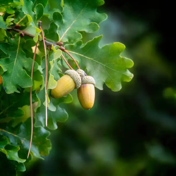 Free Acorns Acorn Pictures | Download Free Images on Unsplash