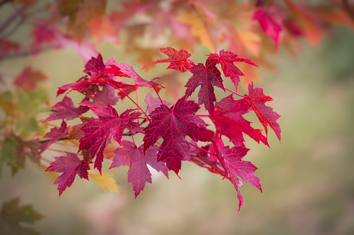 Red leafes of the northern red oak
