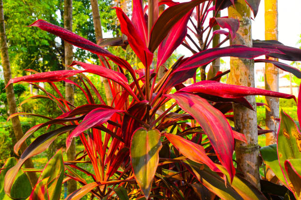 istock Ti Plants, Sports Park, Phrae, Thailand 1479213106