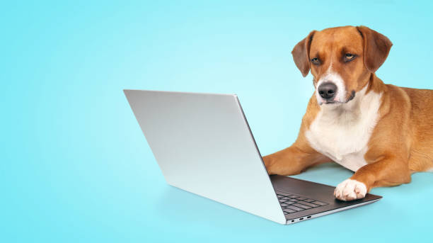 dog using computer on blue background. - media studies imagens e fotografias de stock