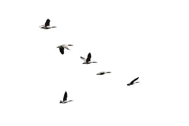 Photo of Flock of Canada Geese flying together isolated cutout