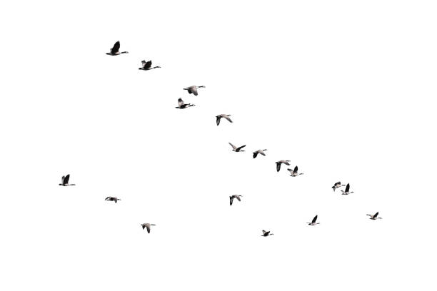 istock Flock of Canada Geese flying together isolated cutout 1479223321