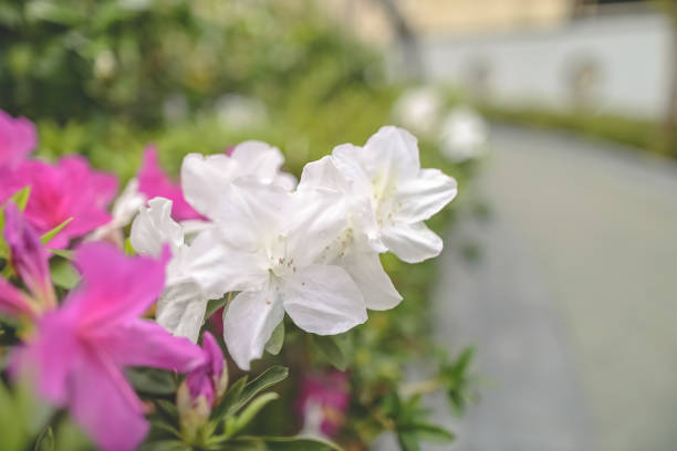 Pink azalea flowers, Plants Growing At Park