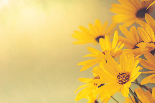 istock Beautiful Yellow Daisies on a Cream Background 1479229812