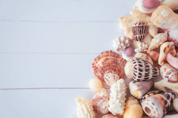 istock Assortment of Tropical Sea Shells from Above 1479229816