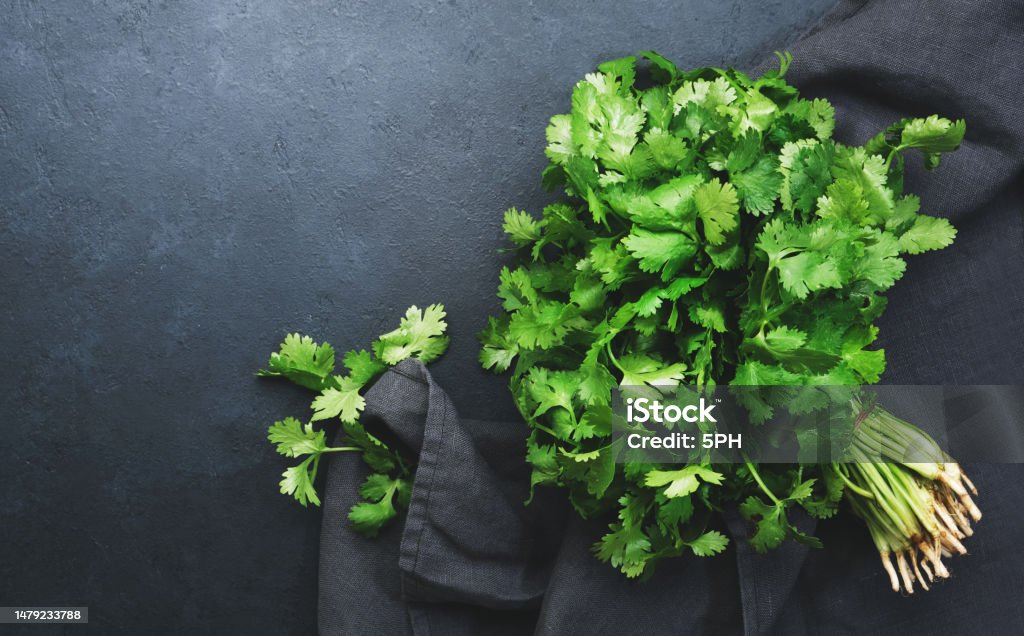 Fresh cilantro or coriander leaves in bunch. Black kitchen table background, top view Coriander Seed Stock Photo