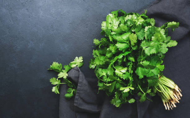 Fresh cilantro or coriander leaves in bunch. Black kitchen table background, top view stock photo