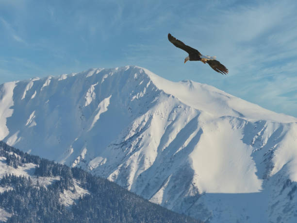 istock Bald eagle flying near snow covered mountain in Alaska. 1479236233