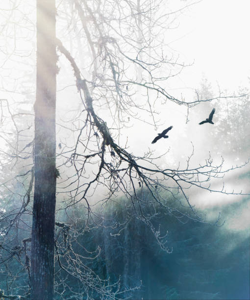 Ravens in the mist with a tree - fotografia de stock