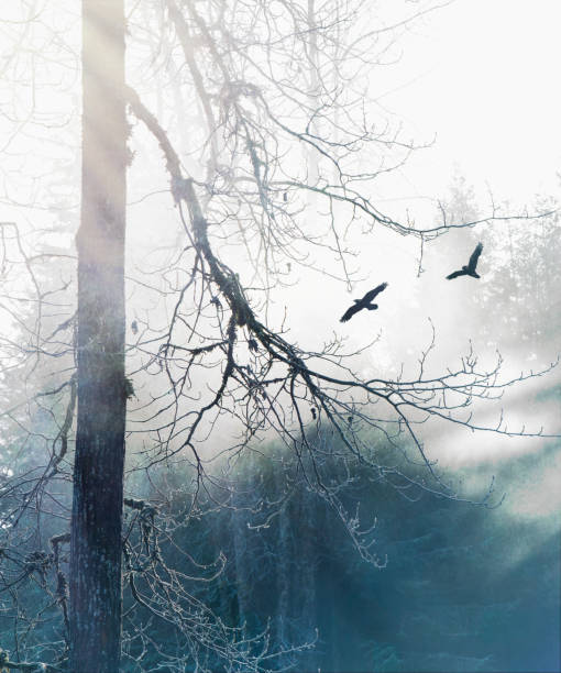 Cтоковое фото Вороны в тумане с деревом