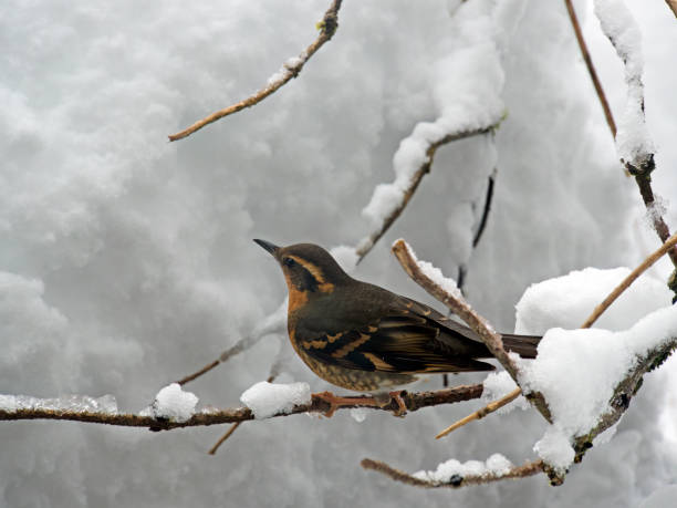 istock Varied thrush songbird in winter with deep snow. 1479236392