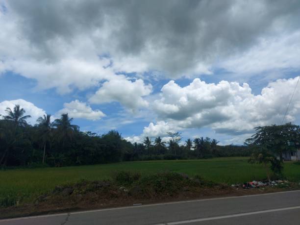 istock view of the rice fields along the highway 1479240130