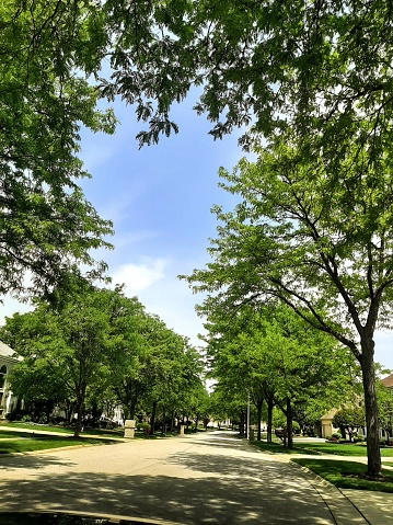 Under the shade on an idyllic, tree-lined street on a sunny day in Schaumburg, IL.