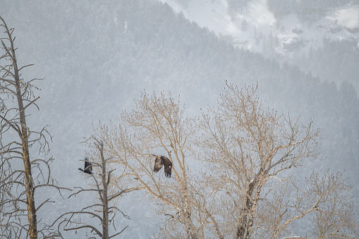 Golden Eagle being pestered and chased by raven pest in Yellowstone