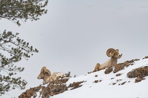 Big Horn rams (sheep) resting in snow on edge of a cliff in Yellowstone's Lamar Valley near the Wyoming and Montana border in the USA.