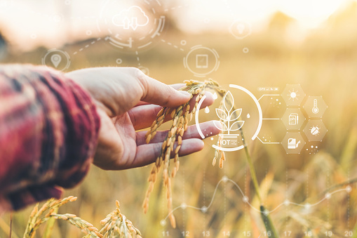 Smart farming Agricultural IOT  technology and organic agriculture Woman using the research tablet and studying the development of rice varieties in rice field