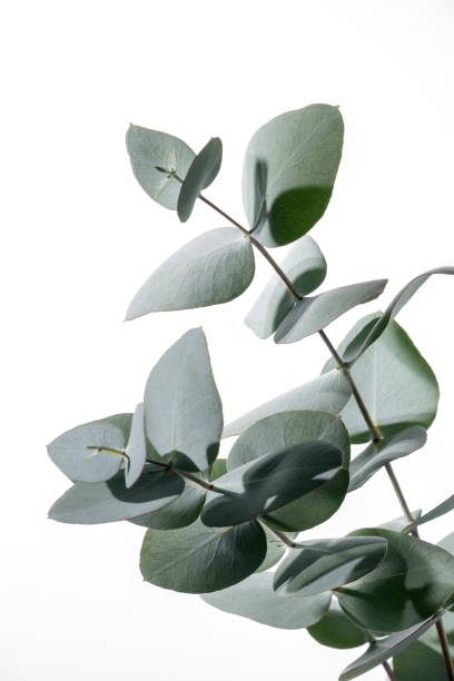 istock Eucalyptus leaves on white background. 1479242771