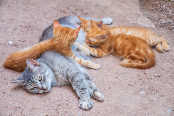 istock Mother cat resting on a concrete floor and nursing her three ginger kittens. Three ginger kittens drink milk from their gray mother cat lying on the ground, otdoors. 1479243295