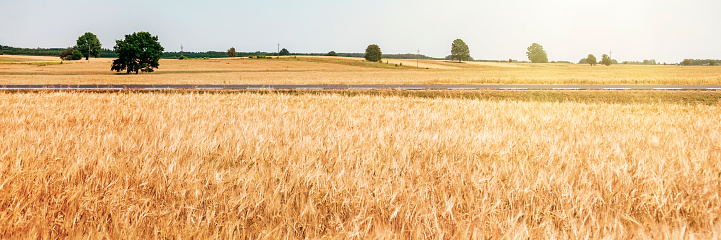 Panoramic view of a wheat field at sunset. Rural landscape