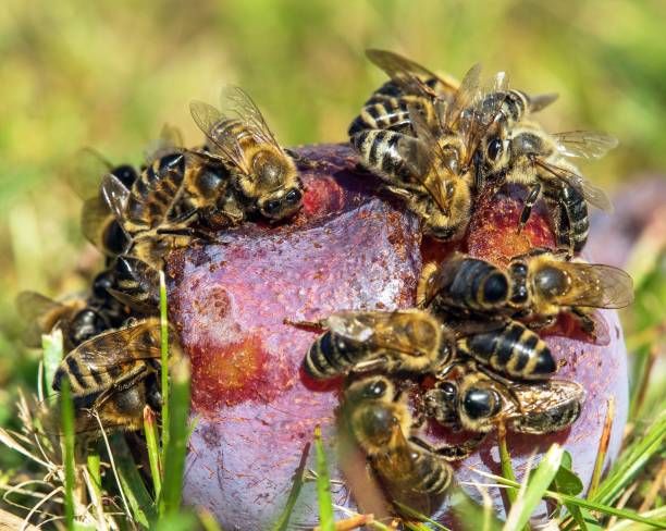 istock Bee honeybee Apis Mellifera, Honey bees on plum fruit 1479244762