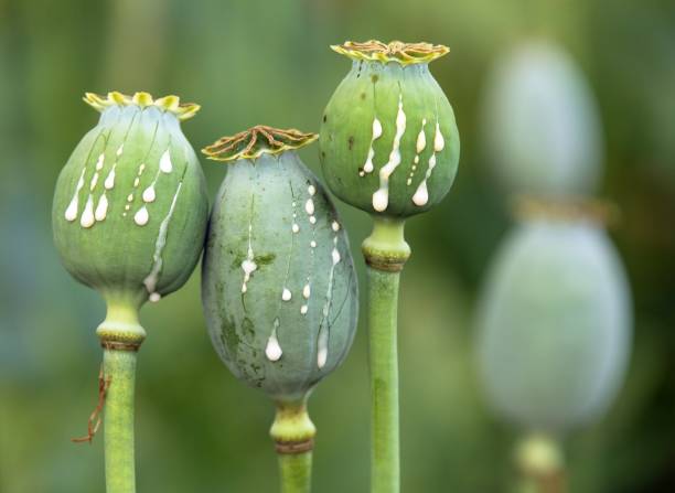 opium poppy heads papaver somniferum with opium drops stock photo