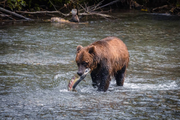 istock Grizzly Bear Hunting For Salmon 1479245093