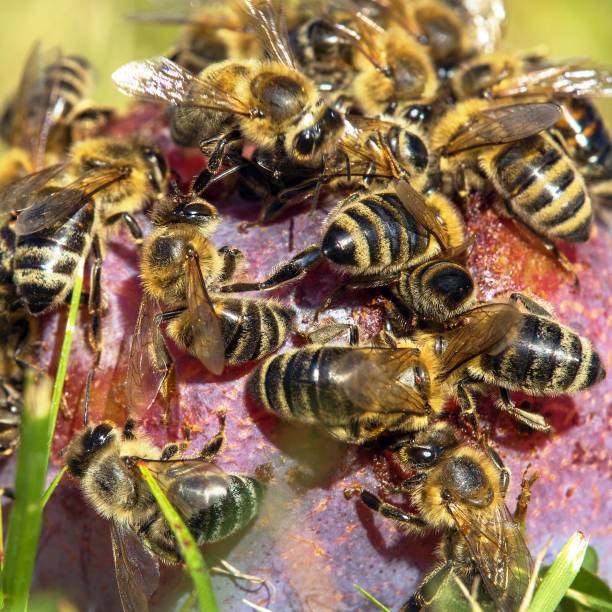 istock Bee honeybee Apis Mellifera, Honey bees on plum fruit 1479245215