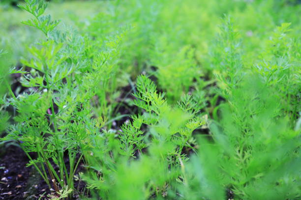istock beautiful green carrot leaves 1479247013